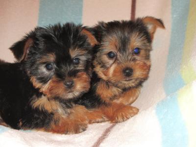 Yorkshire Terrier puppies in Carlow